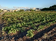 じゃが芋掘り🥔