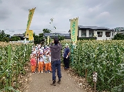 とうもろこし狩り（年長）🌽