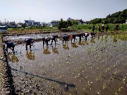 田んぼの様子🌾