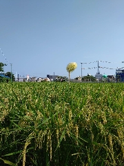 田んぼの様子🌾