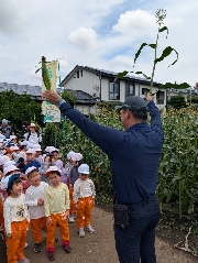 トウモロコシ狩り（2025年度）