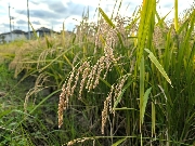田んぼの様子🌾（2025年）