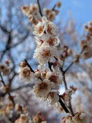 3学期の遠足（年中・年少）🚌（2025年度）