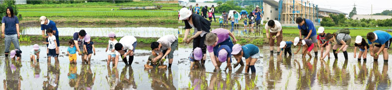 田植え